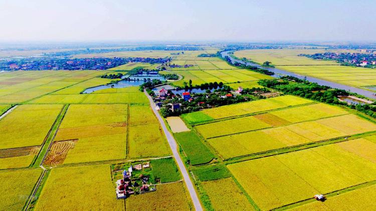 Đất nông nghiệp là gì - 5 bước chuyển đổi đất nông nghiệp sang thổ cư
